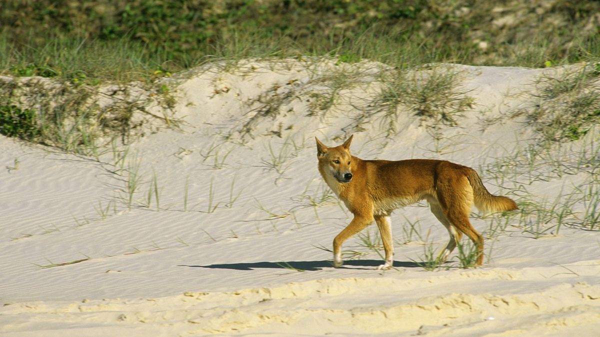 V Austrálii zvažují, že začnou divoké psy dingo klasifikovat jako mazlíčky